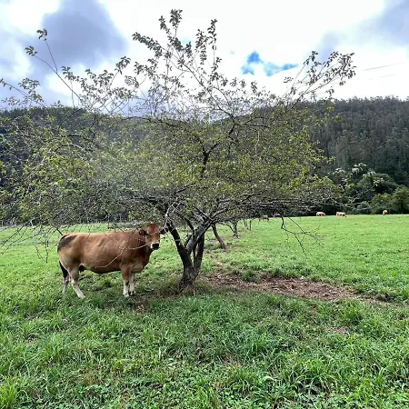 Bonito Apartamento Rural Con Wifi Gratis,terraza Y Piscina En Prázdninový dům *
